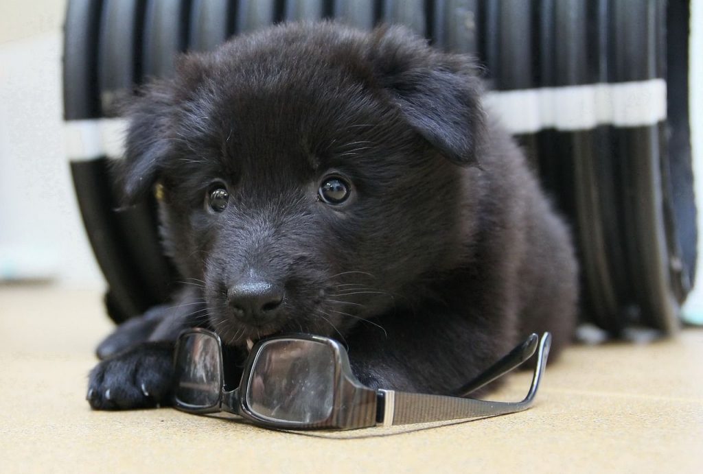 Warum Hundehalter haftpflichtversichert sein sollten